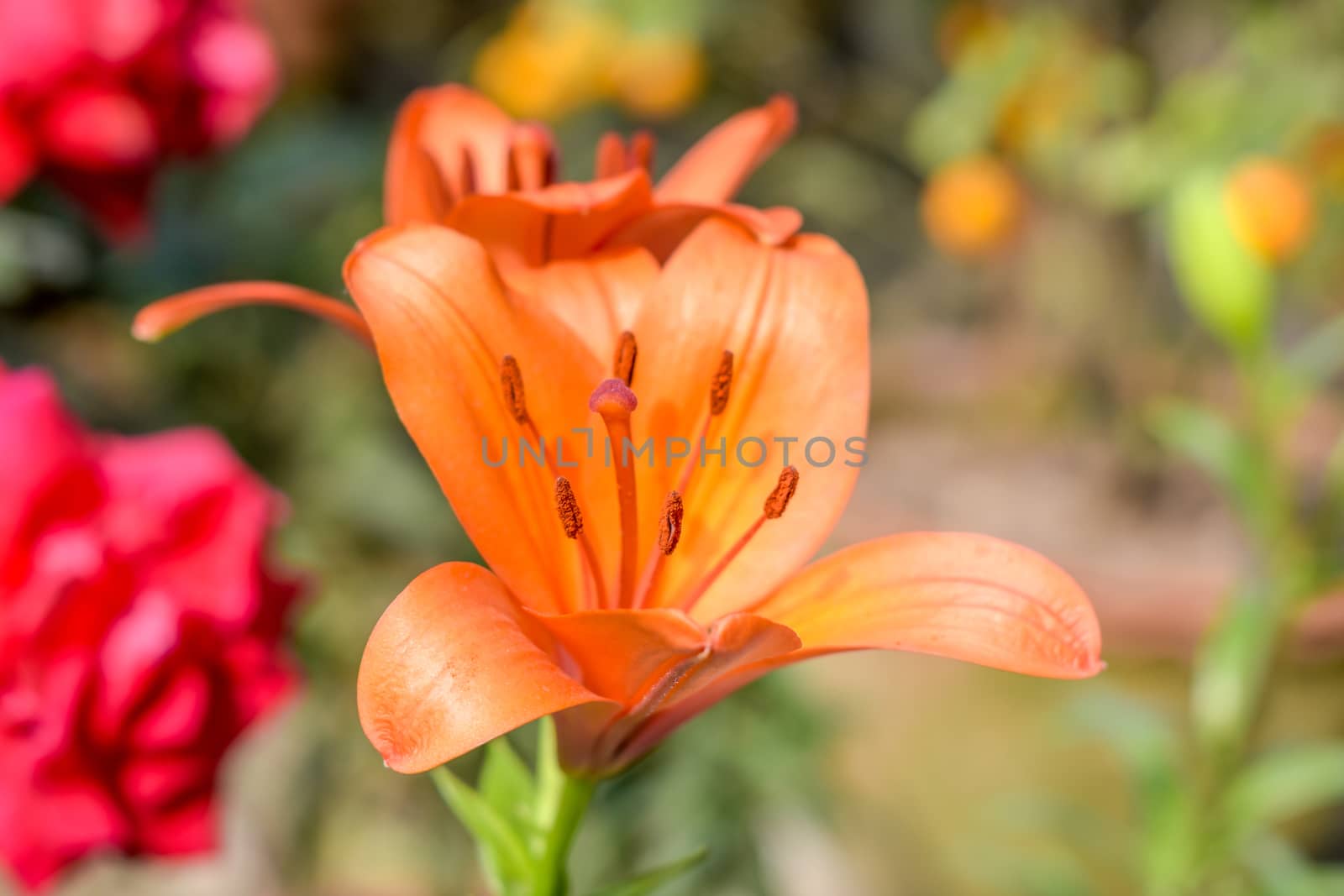 One Trumpet vine or trumpet creeper (Campsis radicans) flower, known as cow itch or hummingbird vine, in bloom with seeds and leaves, growing outdoors in summer. Popular woodland in China and America by sudiptabhowmick