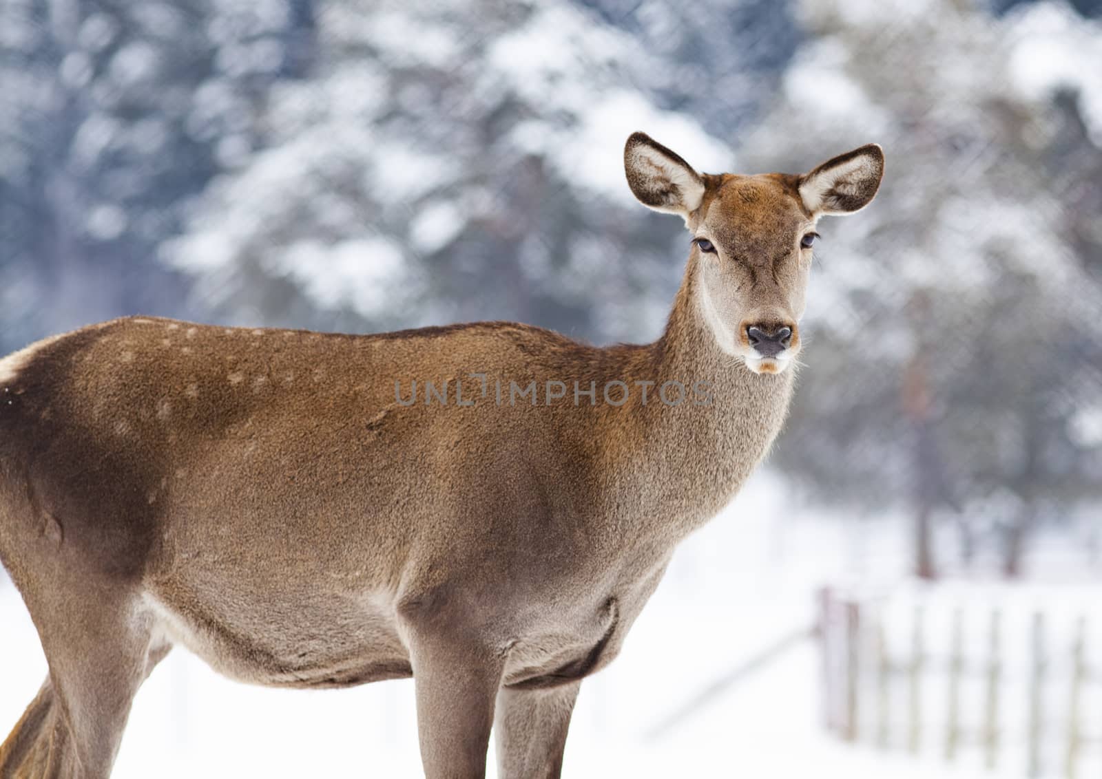 roe deer in winter snow 