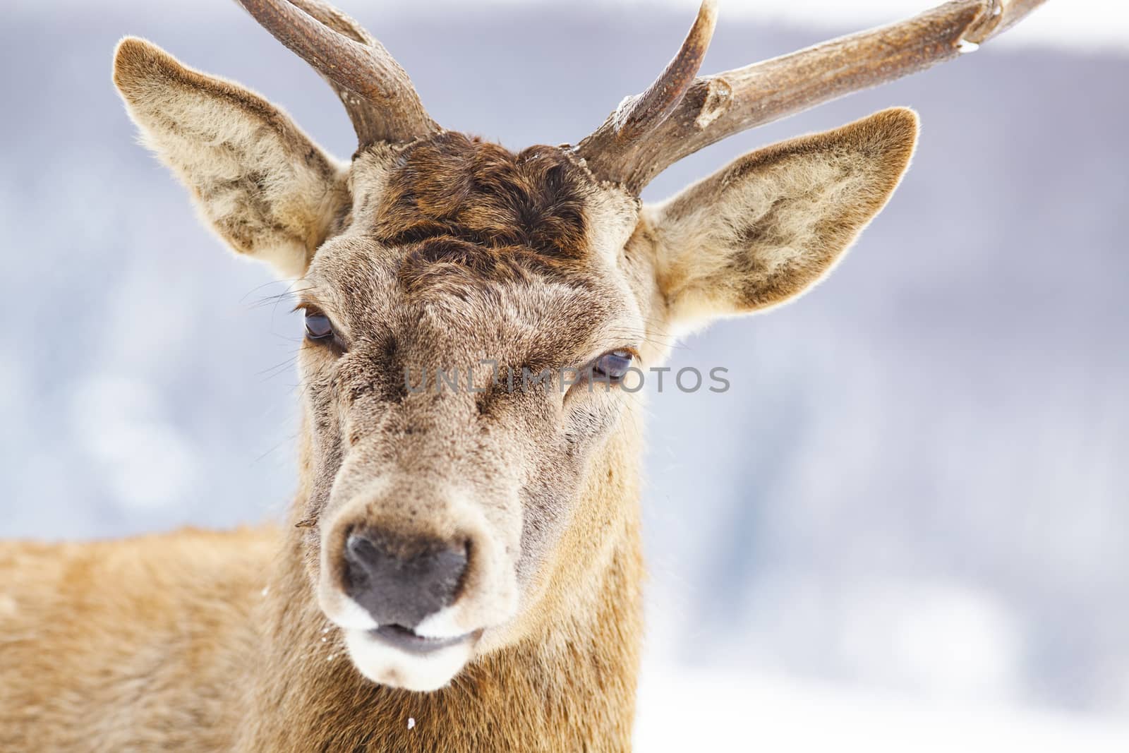 noble deer male in winter snow  by melis