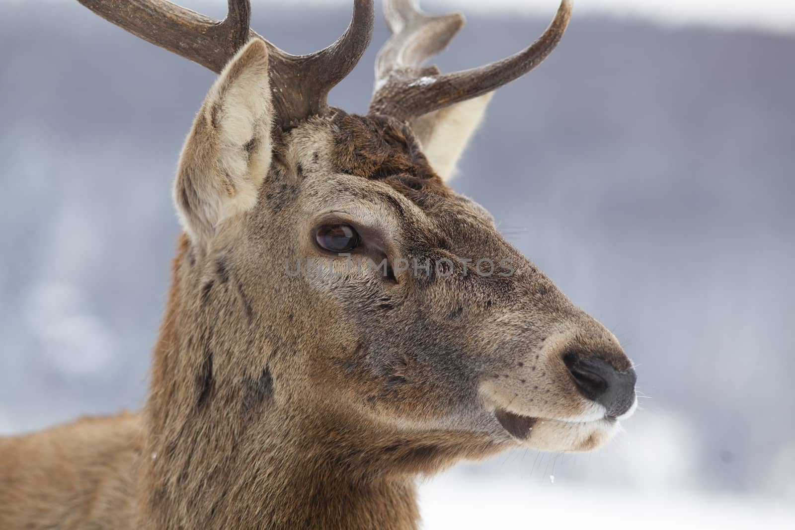 noble deer male in winter snow 