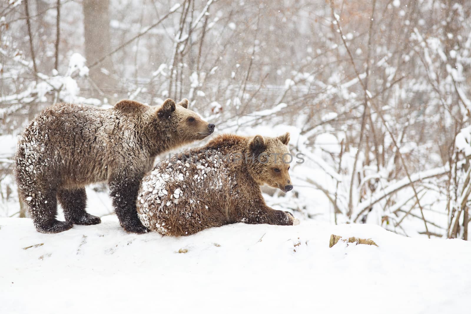 bear cubs playing in snow