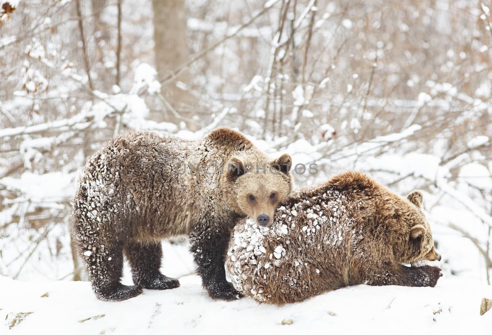 bear cubs playing in snow by melis