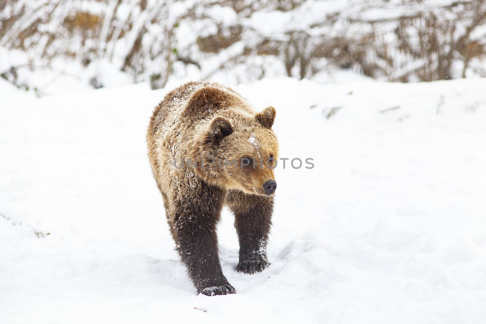 brown bear in snow by melis