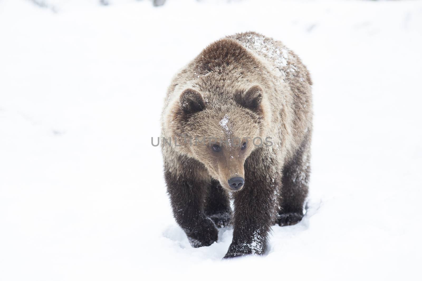 brown bear in snow