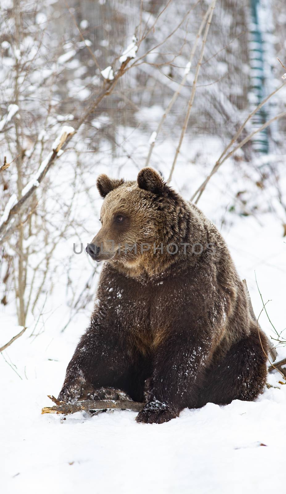 brown bear in snow