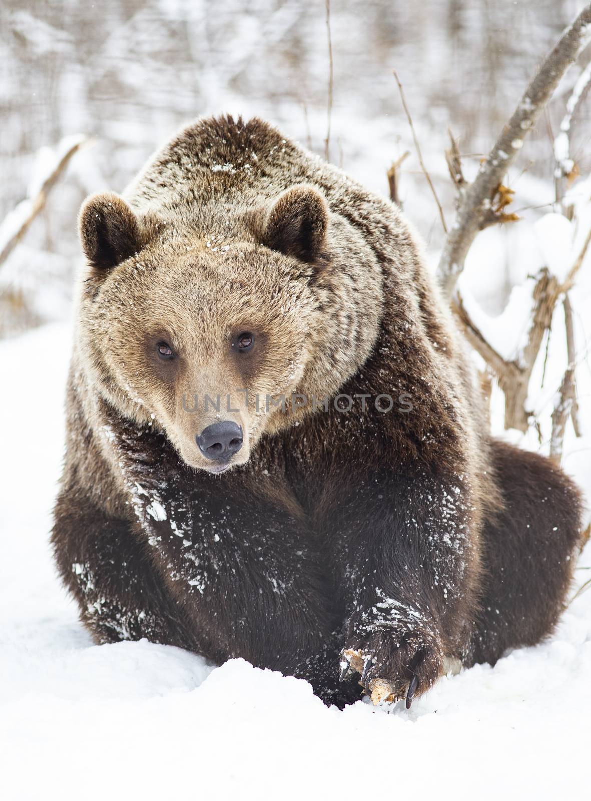brown bear in snow by melis