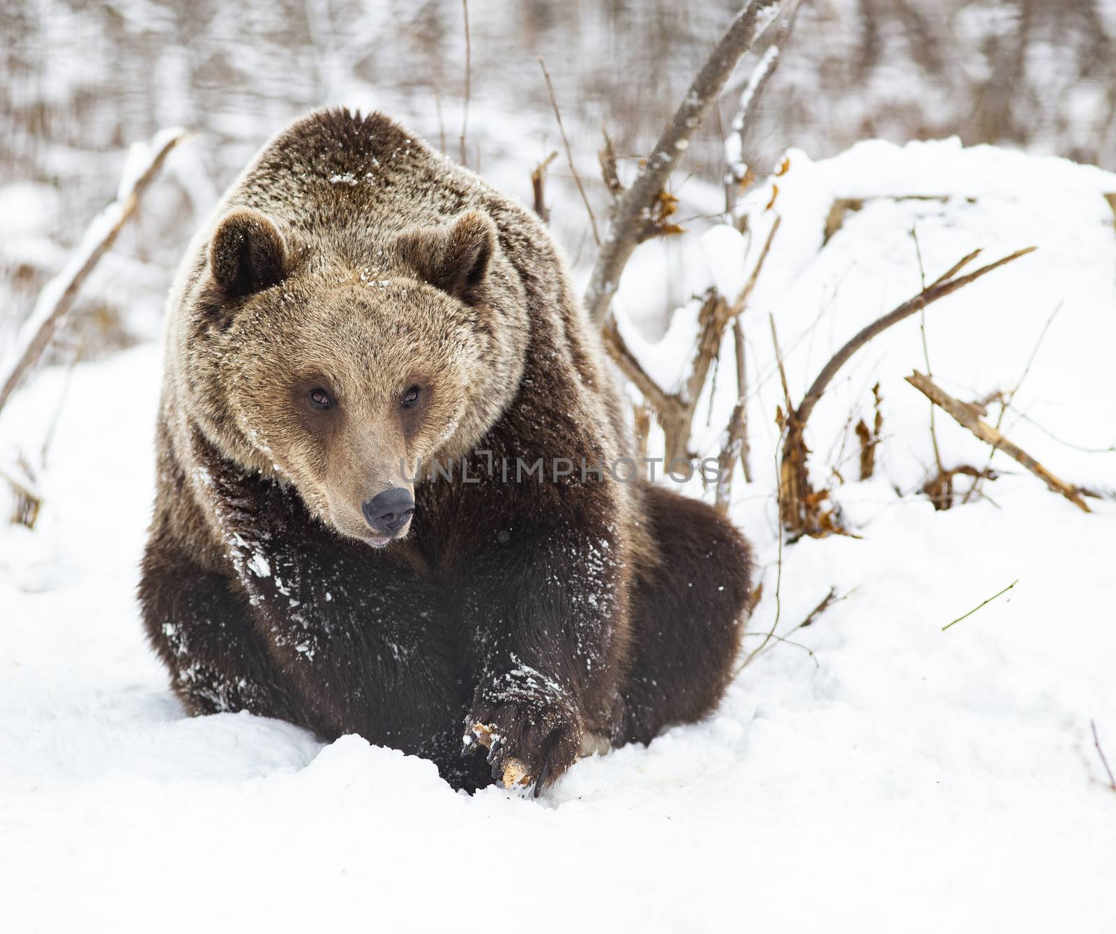 brown bear in snow by melis