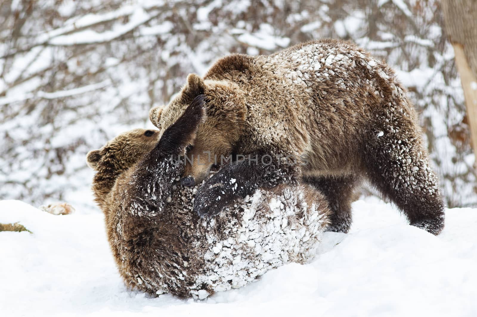 bear cubs playing in snow by melis