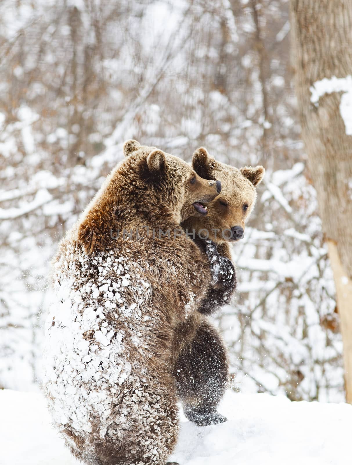 bear cubs playing in snow by melis