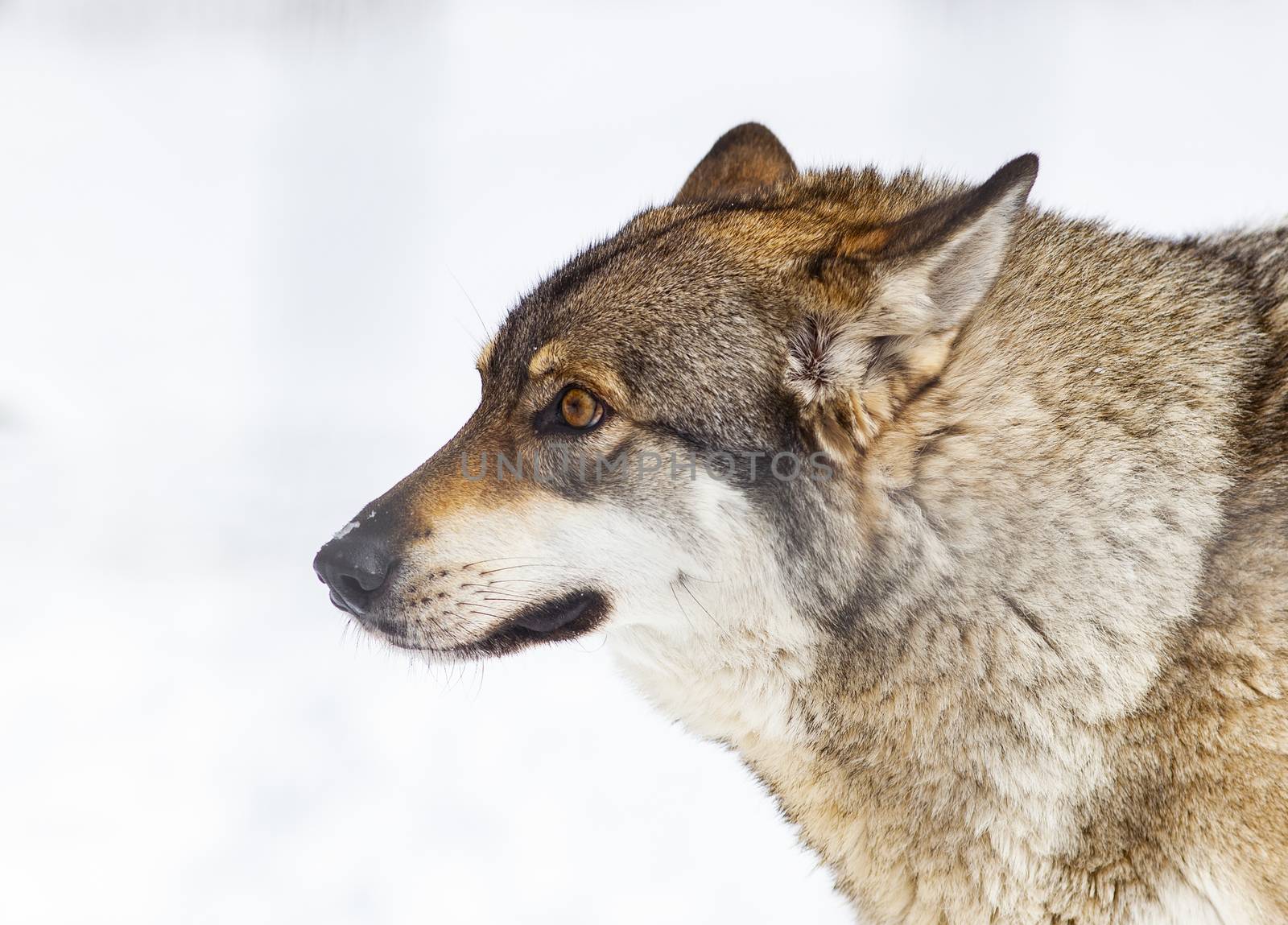 wolf in snow