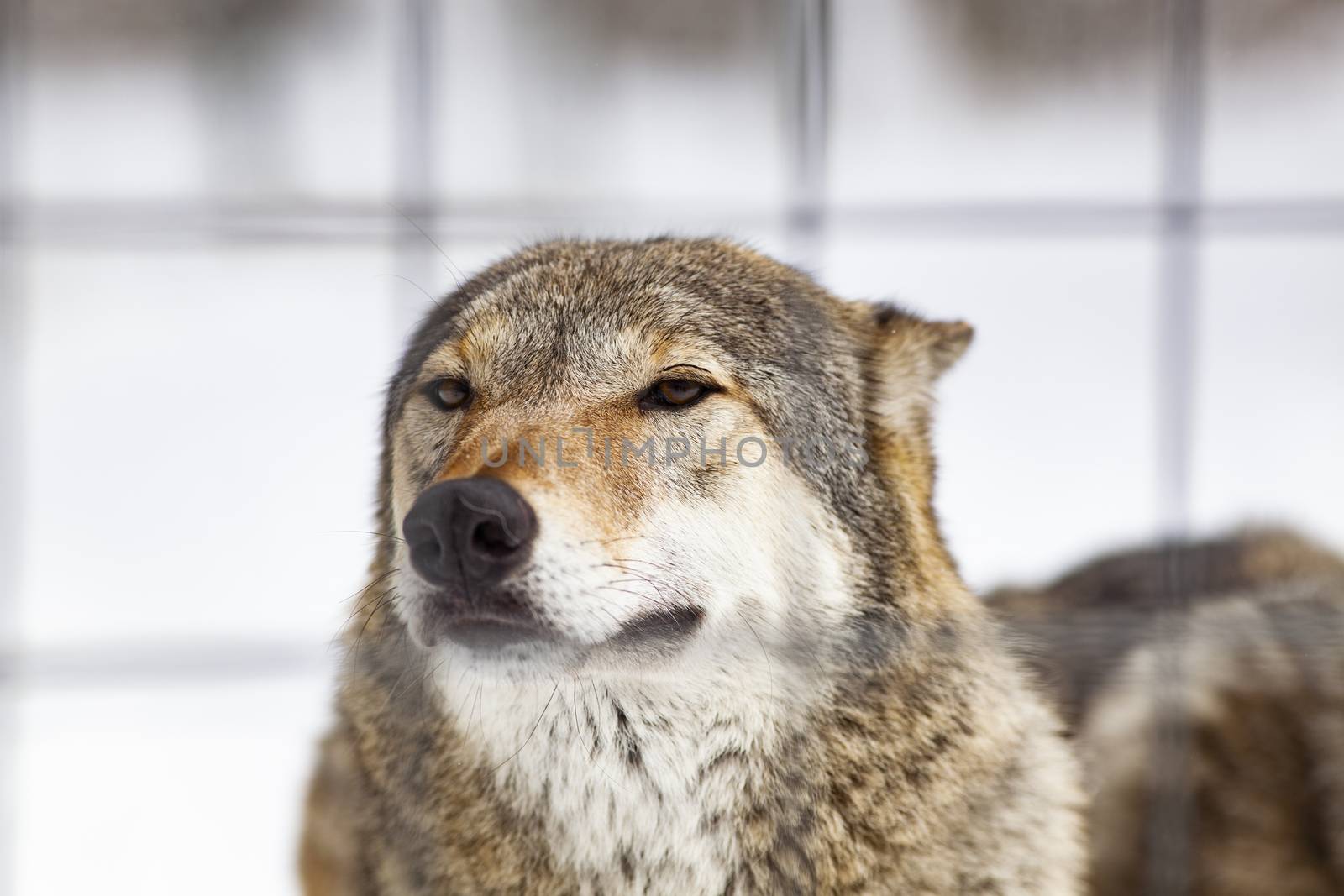 wolf in snow