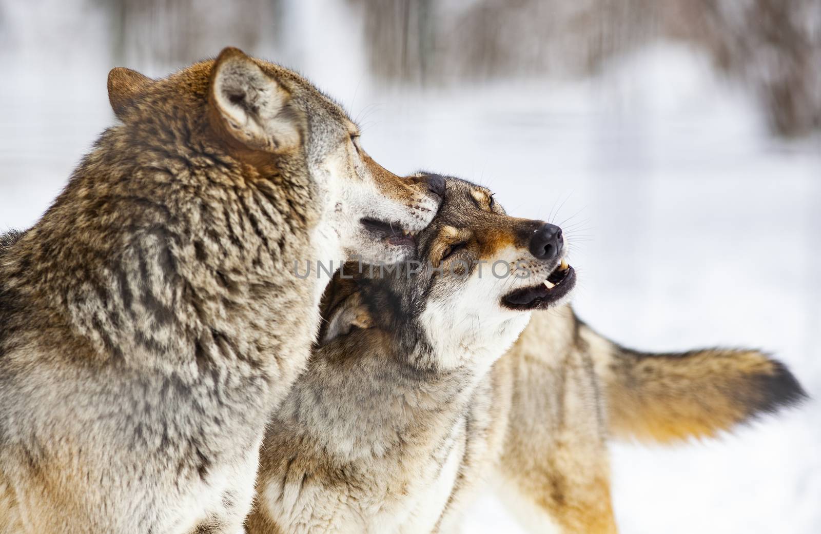 wolves playing in snow