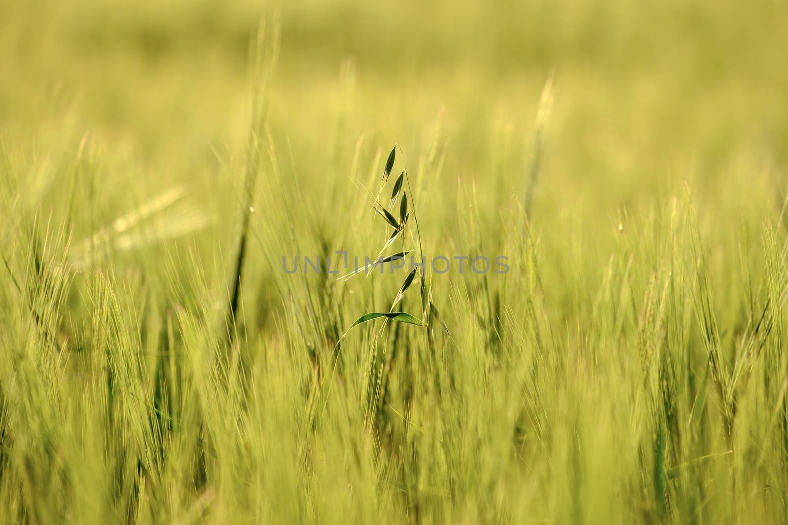 image of a corn field near Maisach by w20er