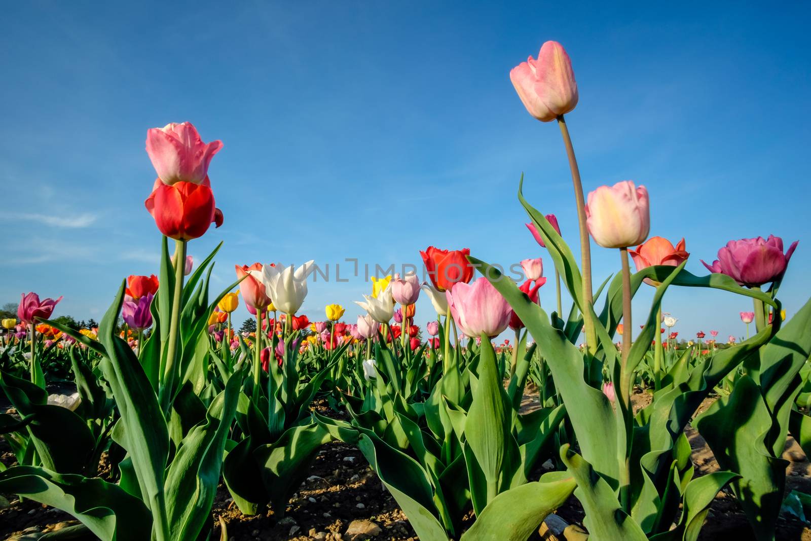 Field of tulips with blue sky on a sunny day in spring