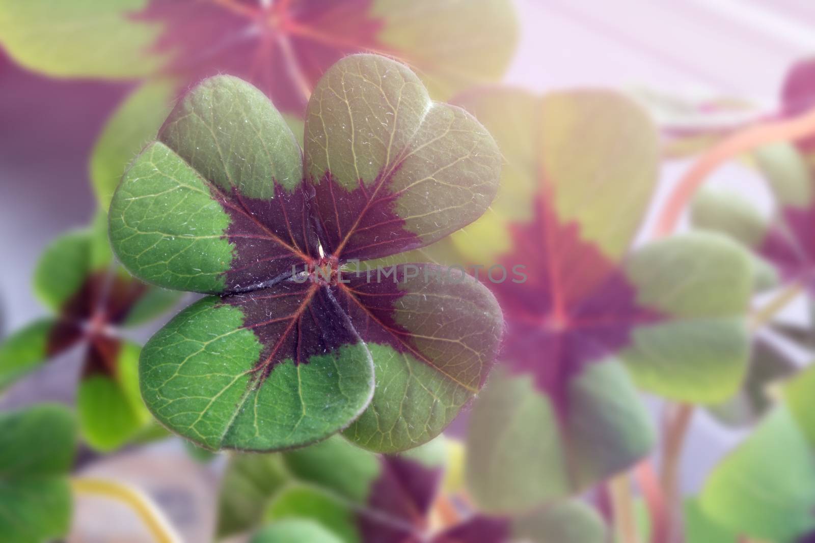 Image of lucky clover in a flowerpot on a window