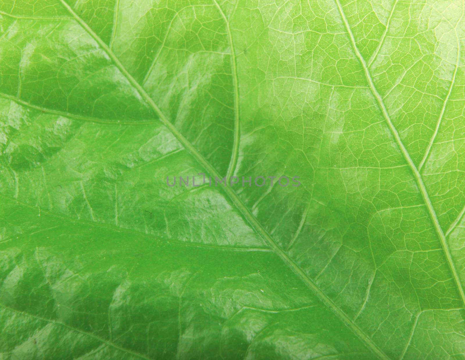 Green Foliage Texture by nenovbrothers