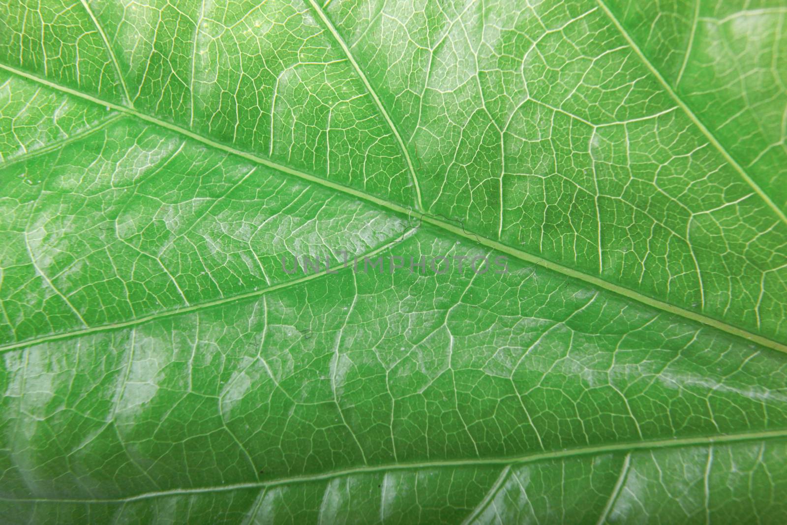 Green Foliage Texture
