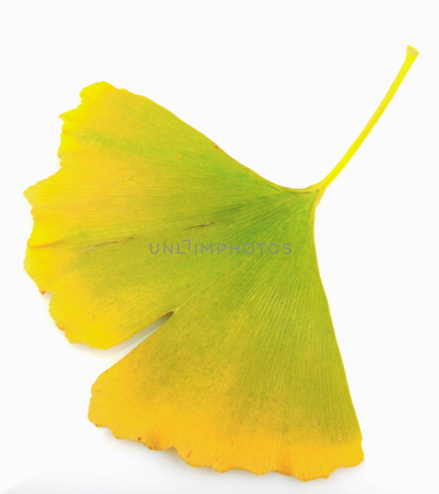 Ginkgo leaf isolated on white background. by nenovbrothers