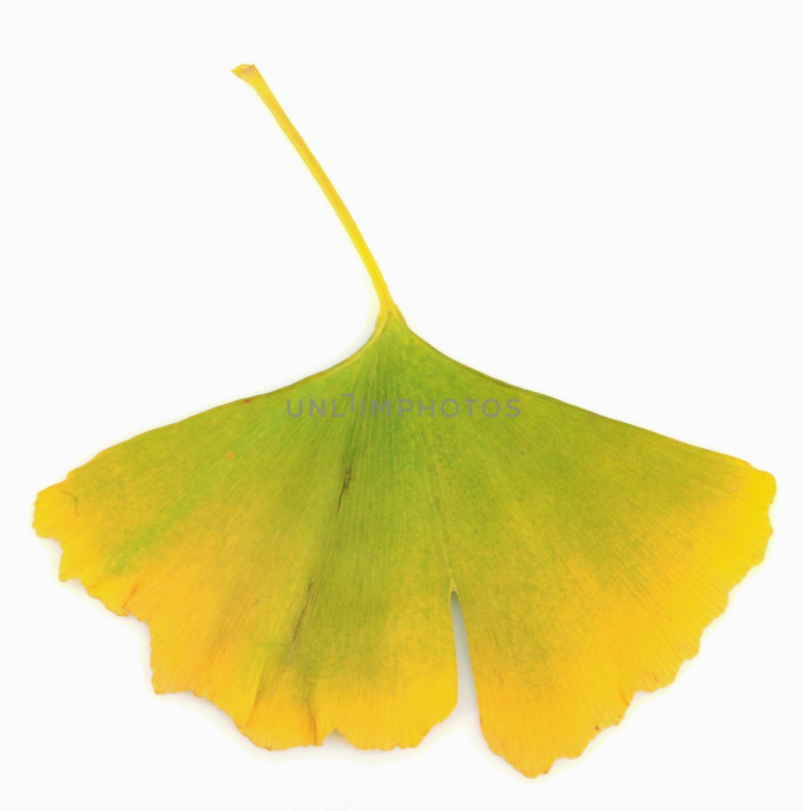 Ginkgo leaf isolated on white background.