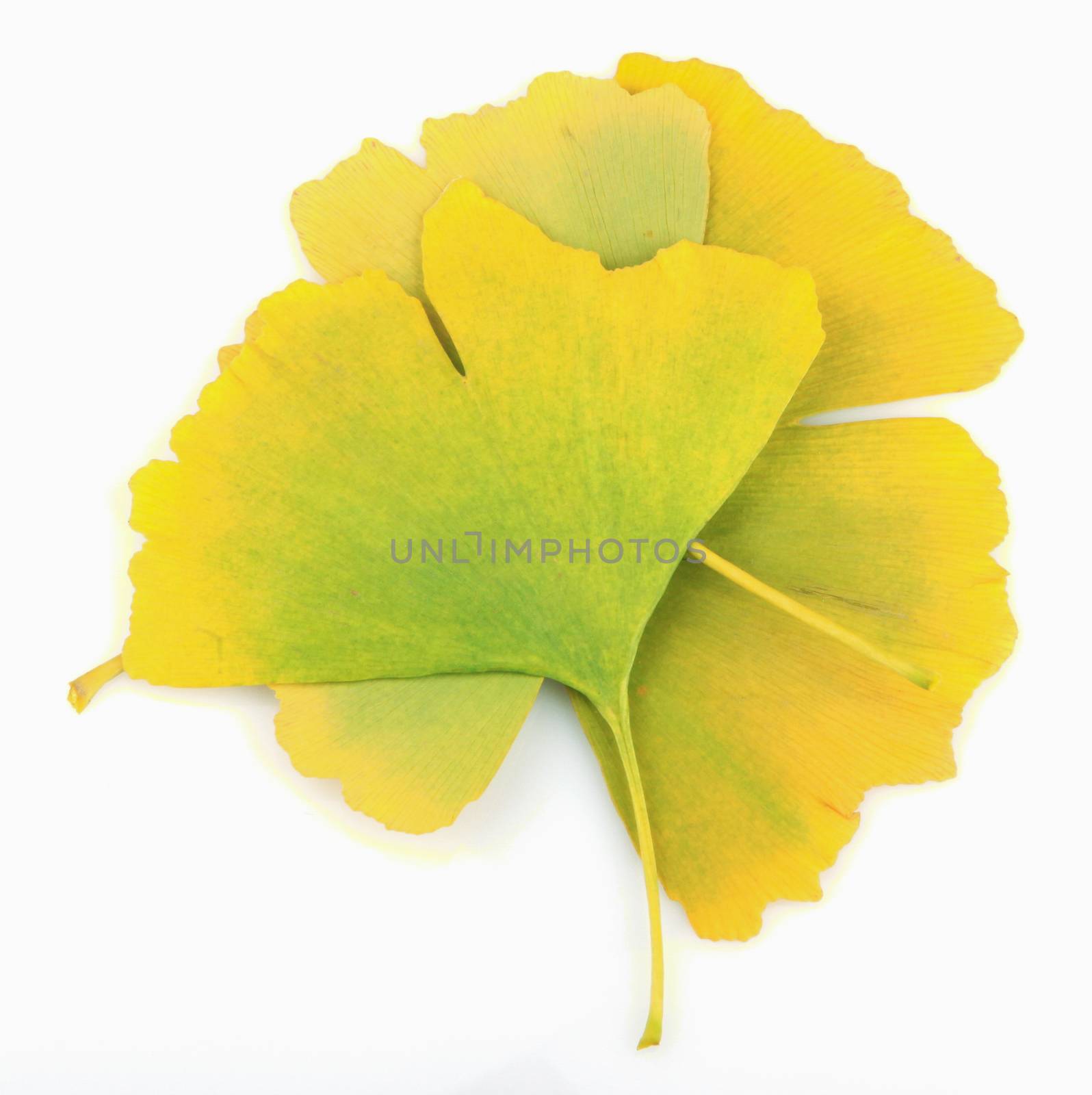 Ginkgo leaf isolated on white background.