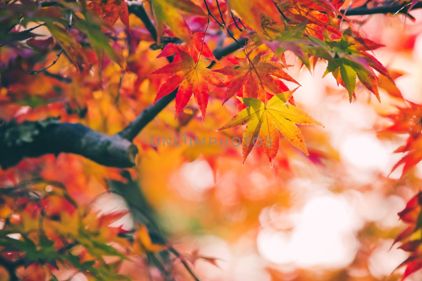 Colorful japanese maple (Acer palmatum) leaves during momiji season at Kinkakuji garden, Kyoto, Japan