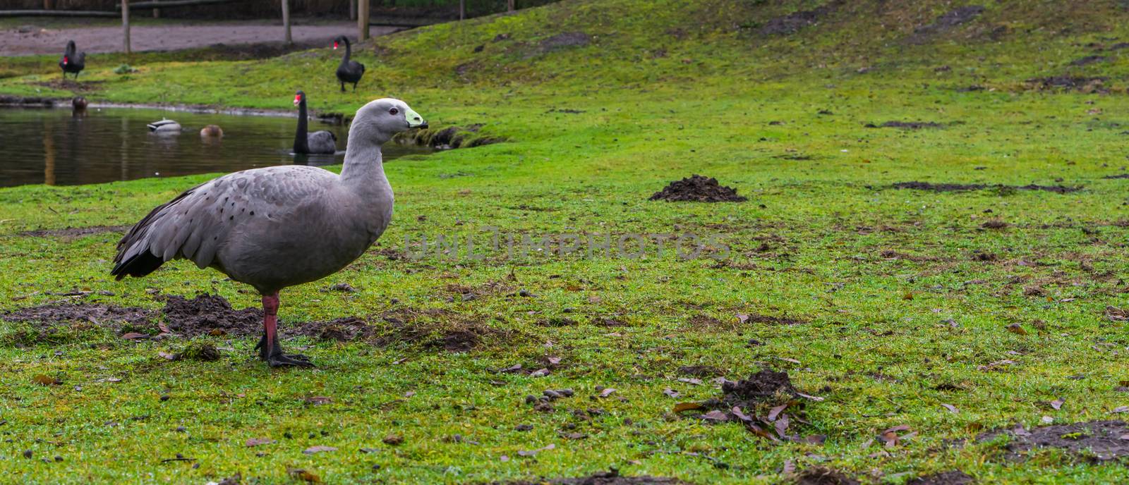 portrait of a cape barren goose standing on the water side, waterbird from the coast of australia