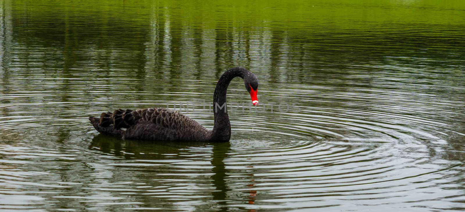 beautiful black swan floating in the water, big waterbird from Australia by charlottebleijenberg