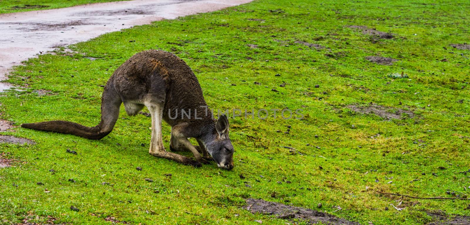red necked wallaby grazing in the grass, Kangaroo from australia by charlottebleijenberg