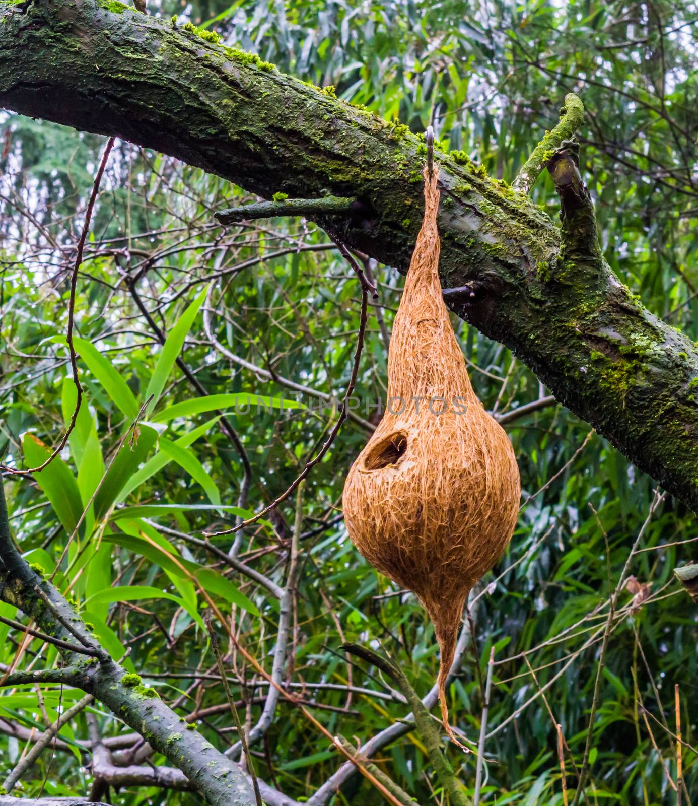handcrafted bird house made out of a coconut, creative garden decoration by charlottebleijenberg