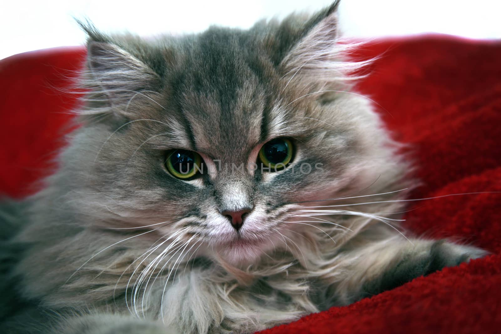Cute tabby kitten on red background by Anelik