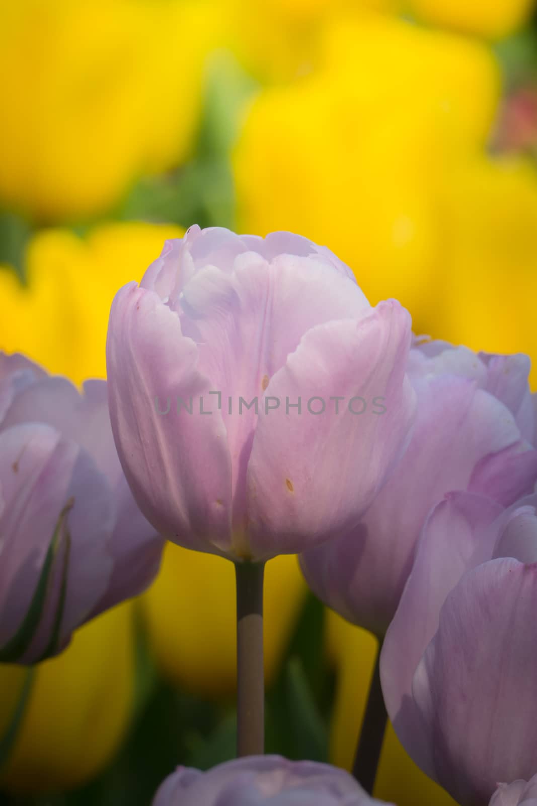 Beautiful bouquet of tulips. colorful tulips. nature background