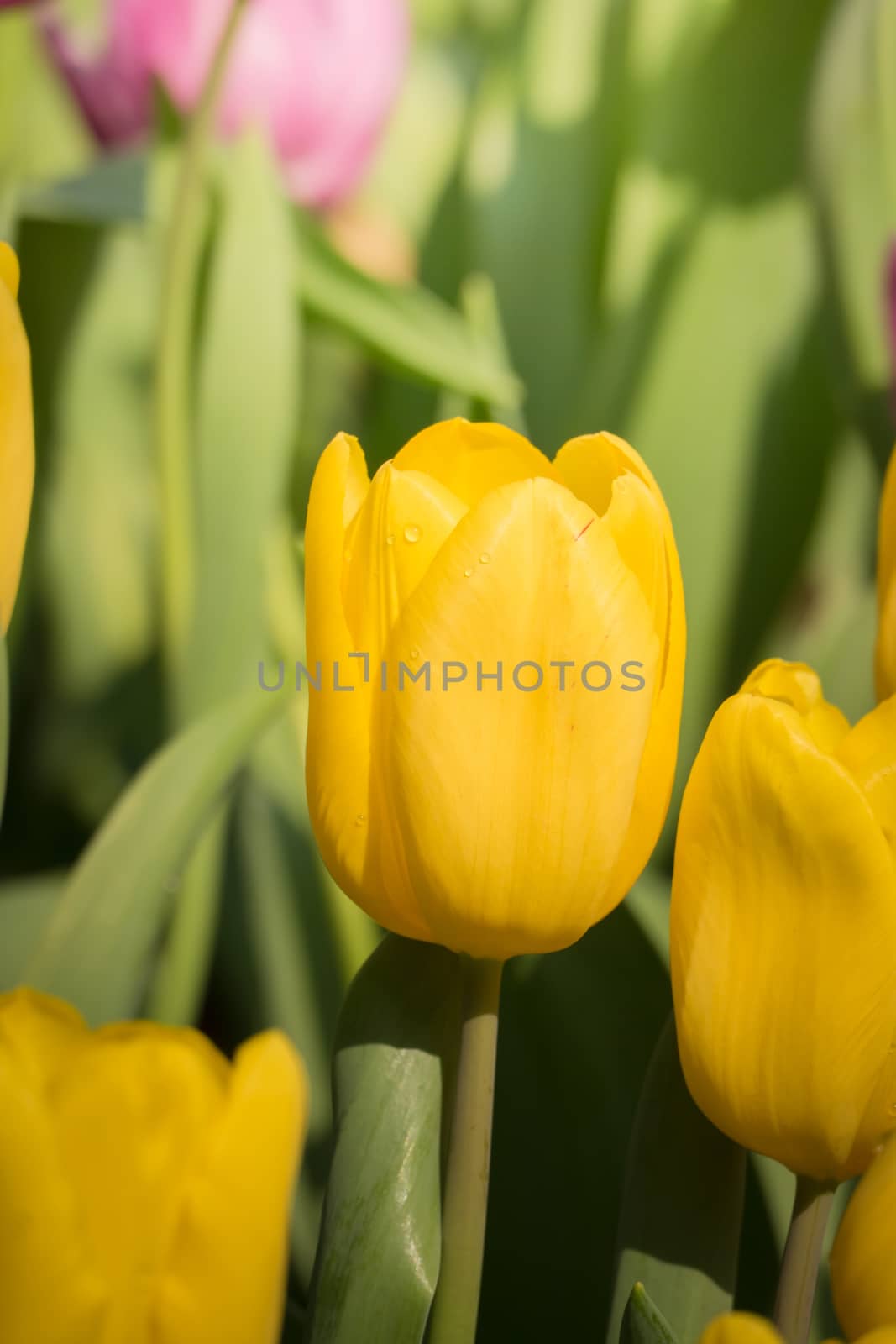 Beautiful bouquet of tulips. colorful tulips. nature background