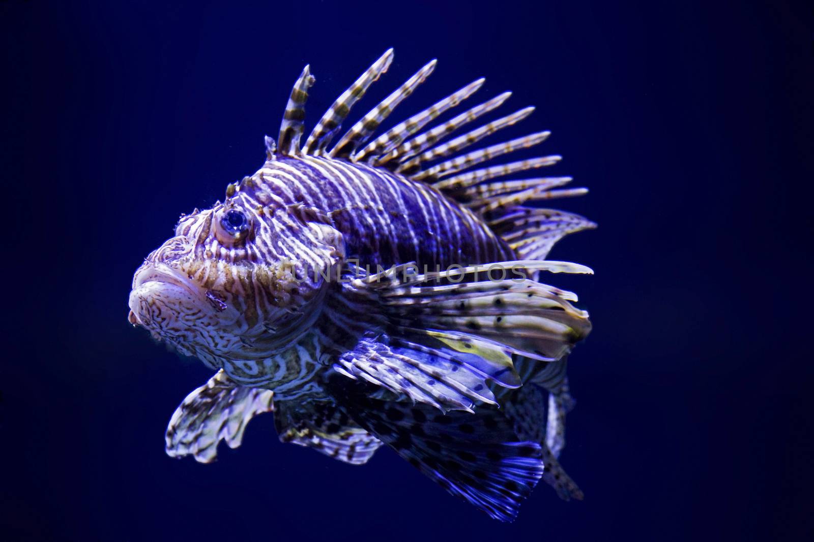 An isolated shot of the very beautiful and venomous Lion fish, Pterois volitans underwater.