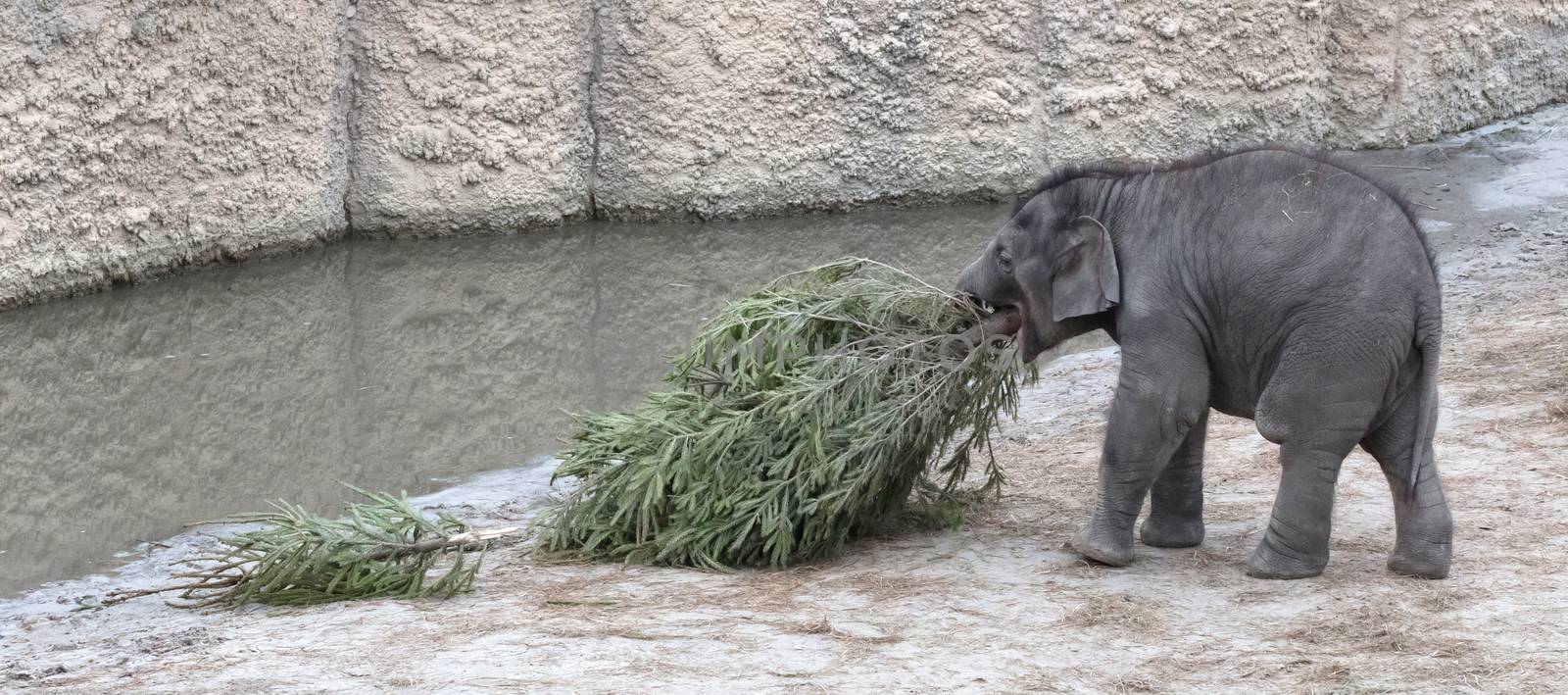 Baby bull elephant eating a christmas tree