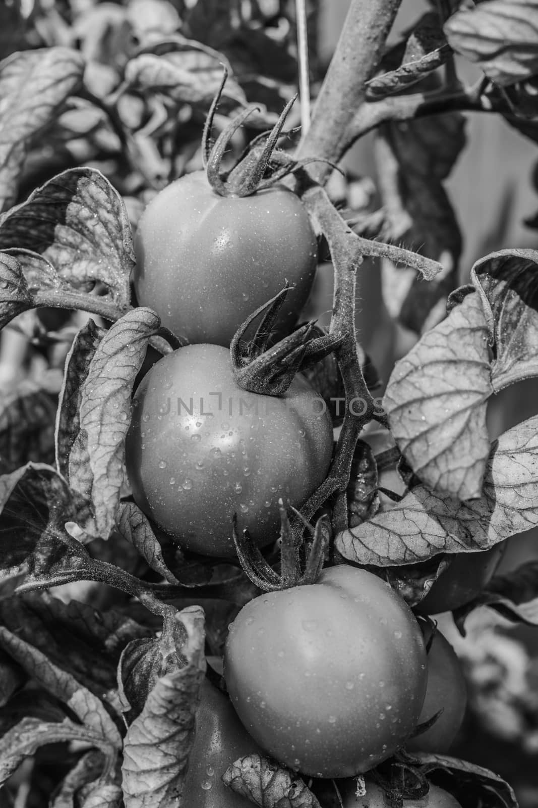 black and white wet tomato on plant closeup