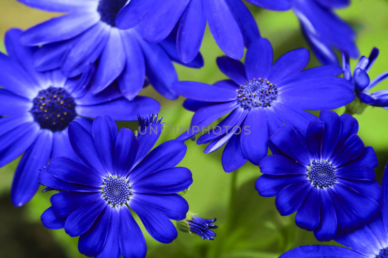 Bunch of beautiful blue cineraria flowers close up by Anelik