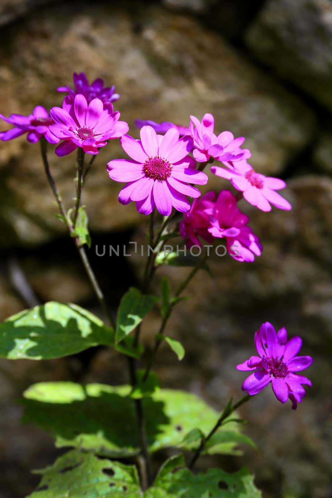 Close-up beautiful bunch of purple Cineraria flowers background.