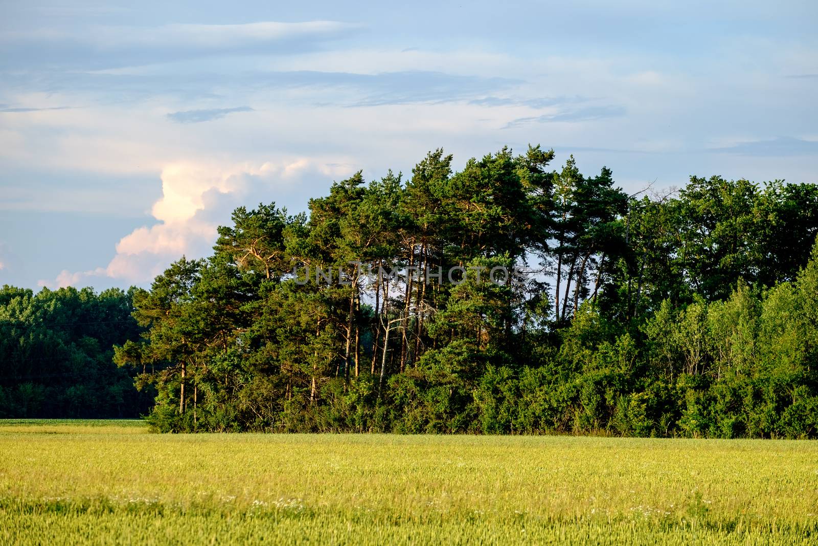 Image of a field with trees an blue sky with clouds by w20er