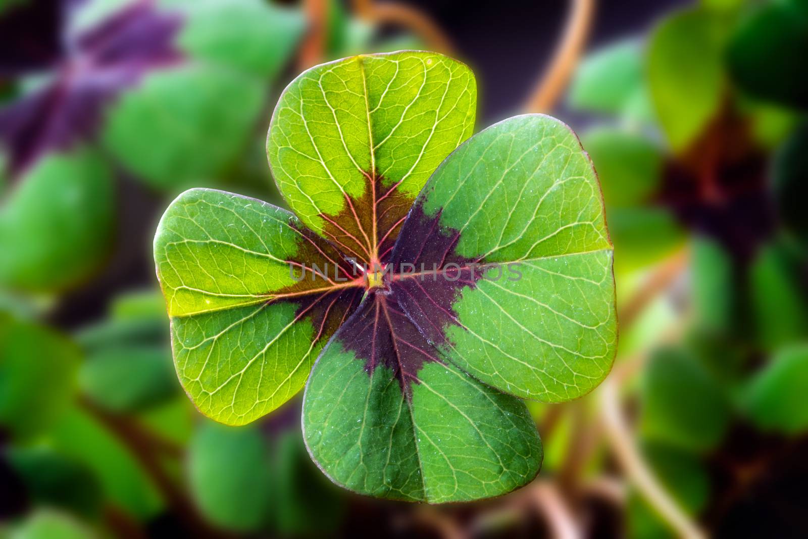 Detail Image of lucky clover with four leaves