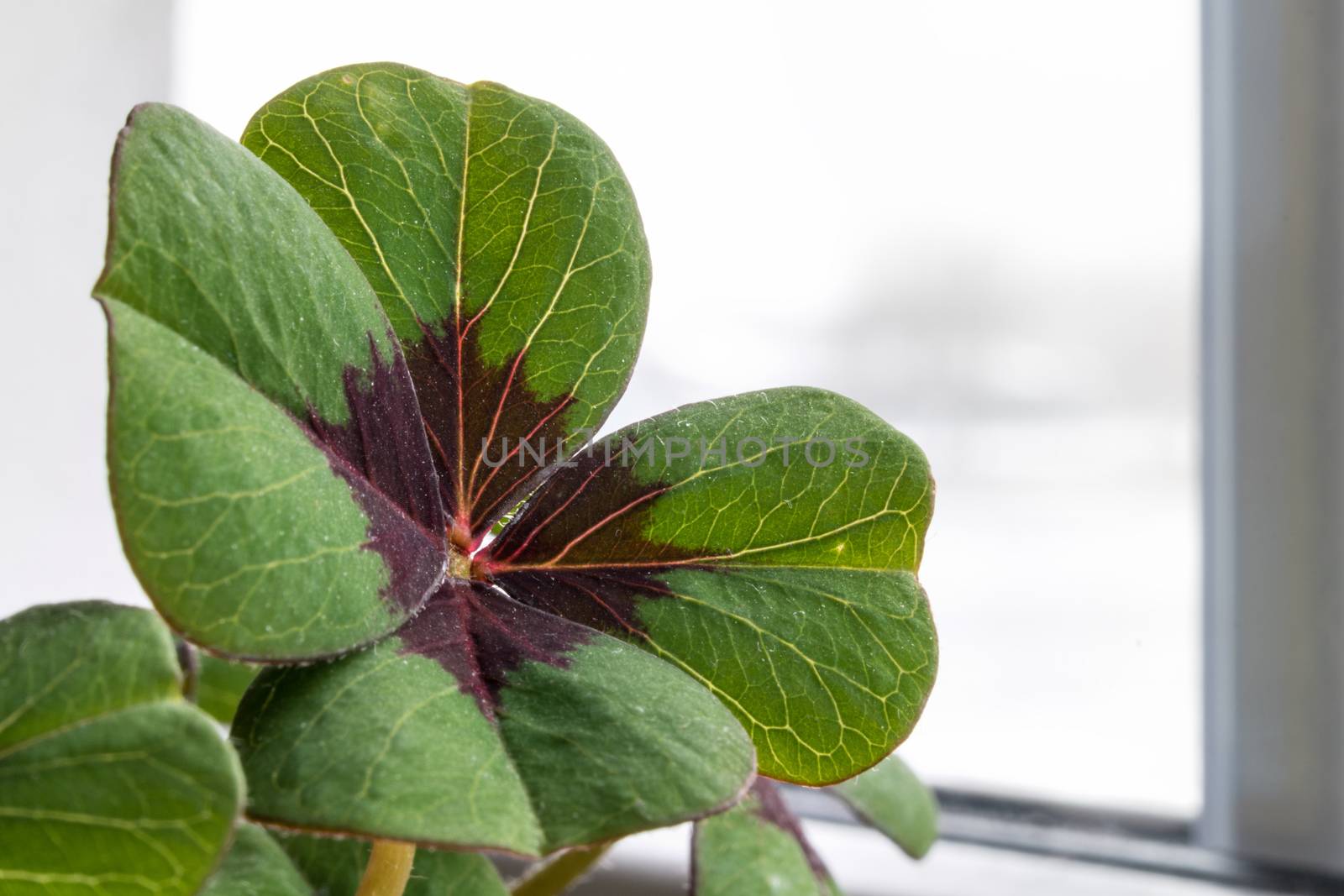 Image of lucky clover in a flowerpot on a window