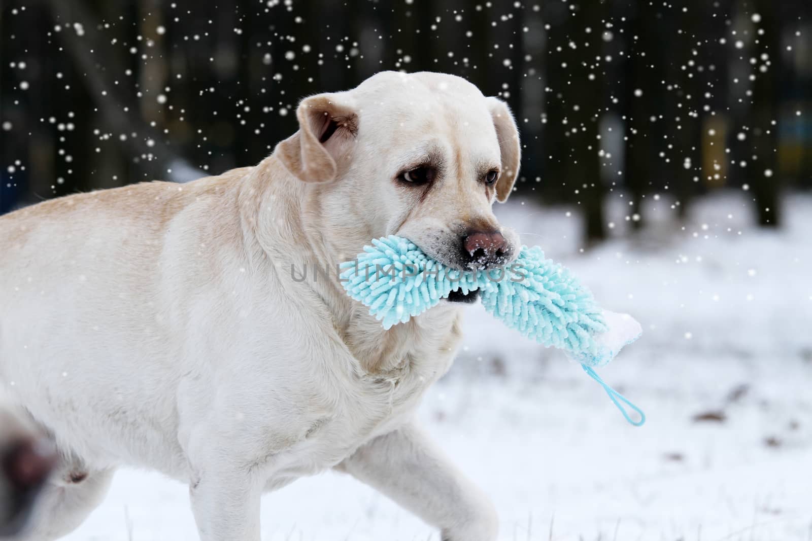a yellow labrador running in winter in snow with a green toy