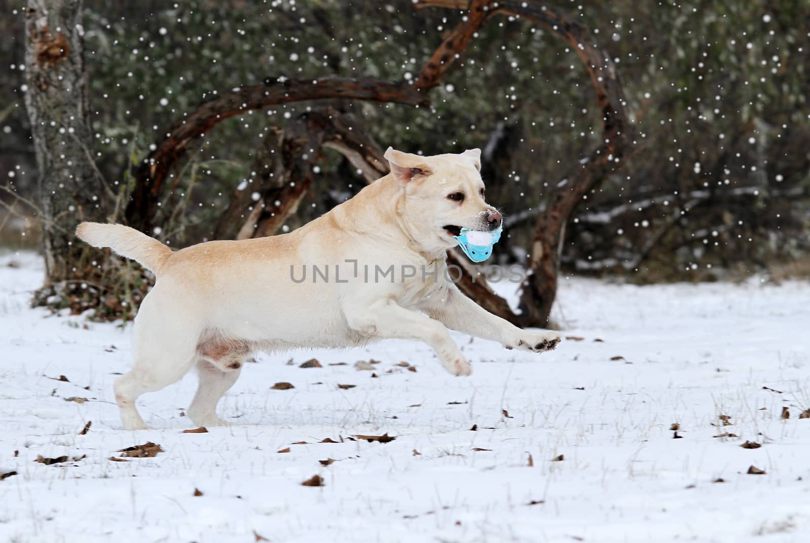 the yellow labrador running  in the snow in winter with a green toy