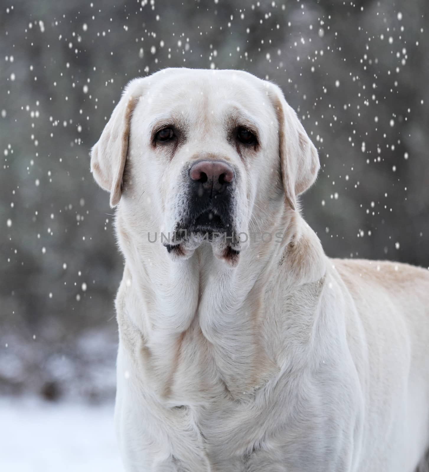 yellow labrador in winter in snow portrait close up
