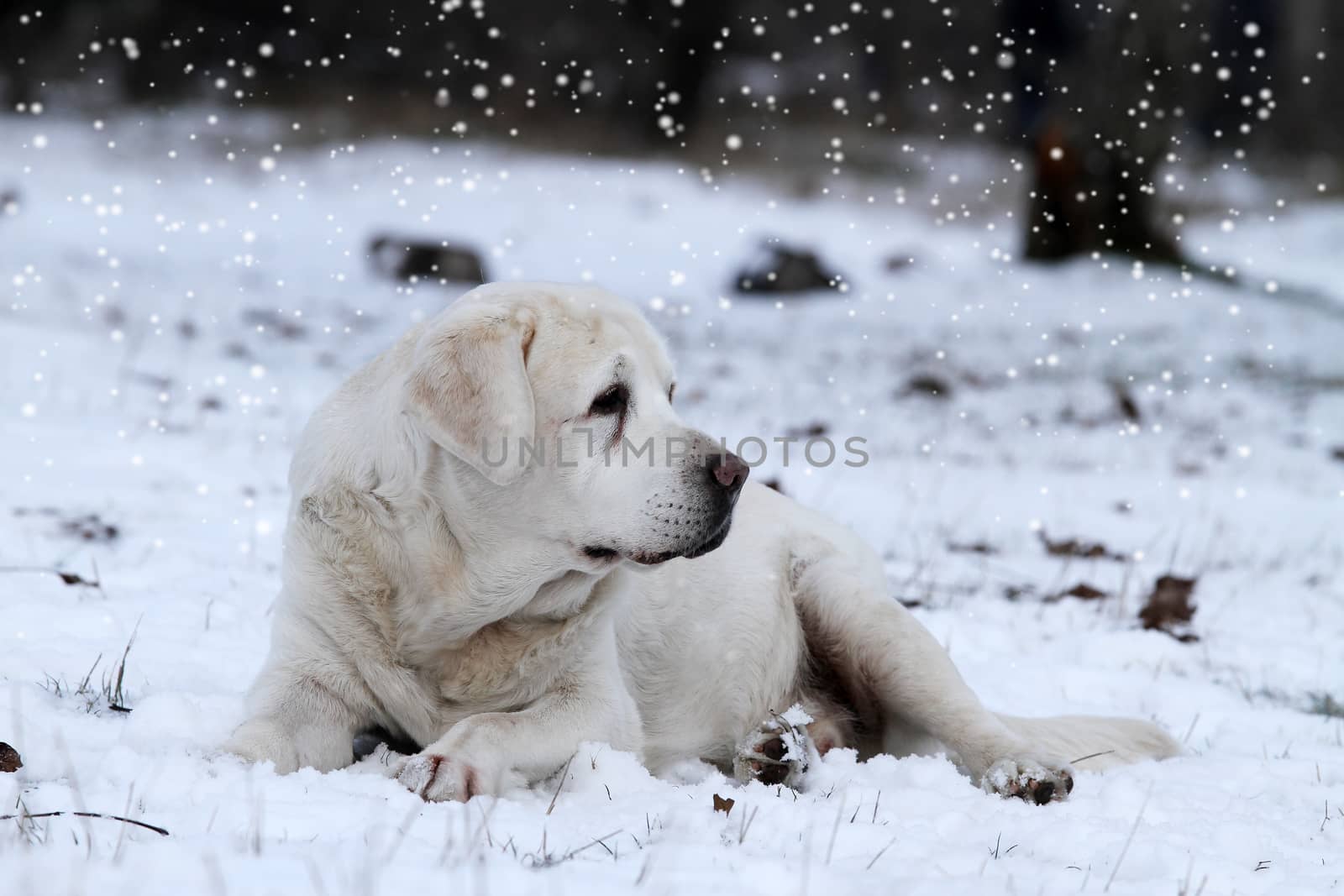 yellow labrador in winter in snow portrait close up