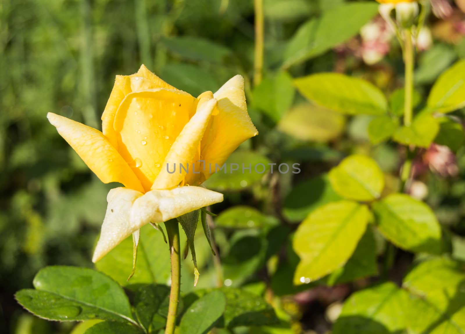 Beautiful yellow rose growing in the garden on a Sunny summer day.