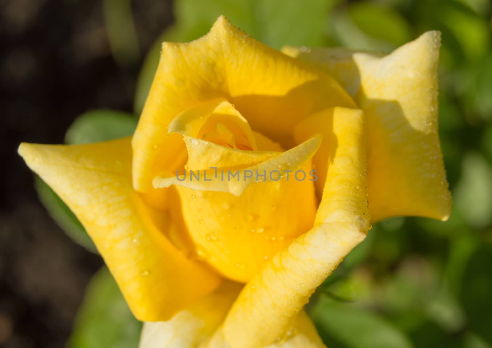Lovely yellow rose flower with water drops close-up in morning sunlight, selective focus by claire_lucia