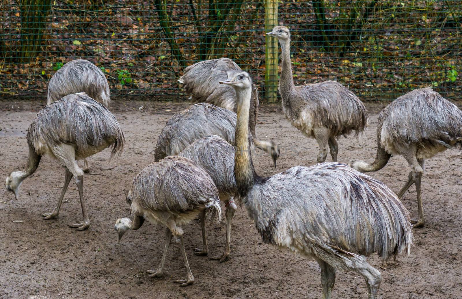 family portrait of a group of American rheas standing together, tropical flightless birds from America, Near threatened animals