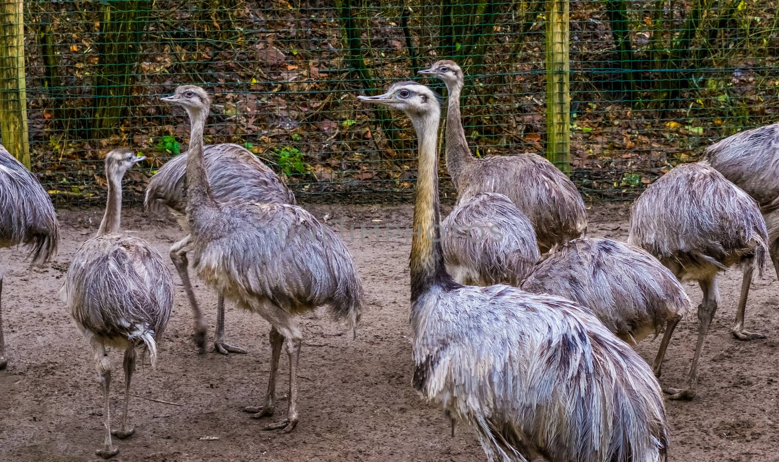 Bird family of American rheas together, big group of flightless birds, Near threatened animals from America by charlottebleijenberg