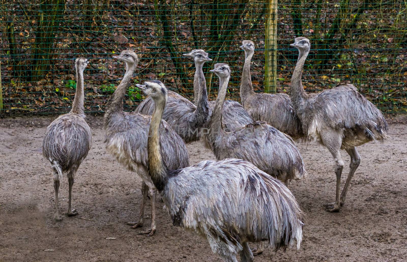 animal family of common rheas together, group of of flightless birds, Near threatened animals from America