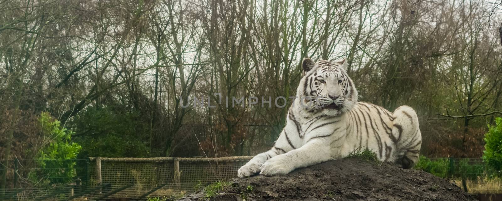 White tiger laying on a heap of sand, pigment color variation of the bengal tiger, Endangered animal from India